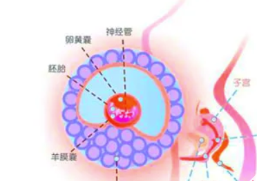 孕囊偏左側是什么原因，和總是靠左睡覺有關系嗎