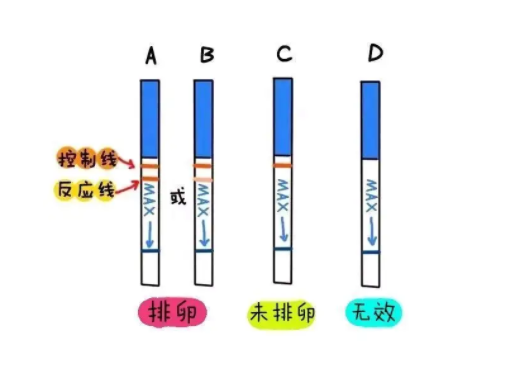 排卵試紙完整一個月圖解