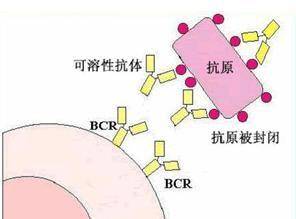 封閉抗體陰性的原因